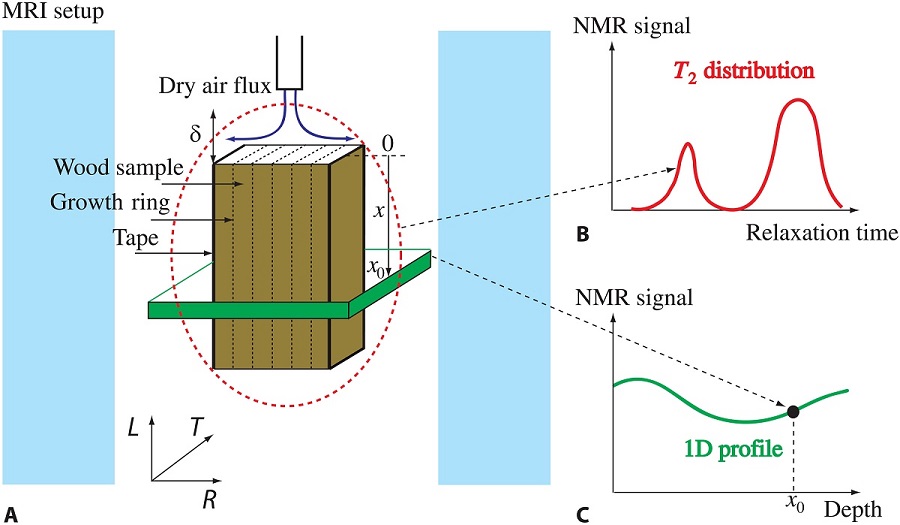 NMR relaxometry applied to a drying wood sample