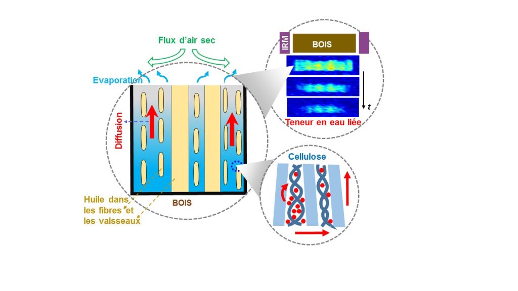 Water diffusion in wood and plant cell walls: An activated process